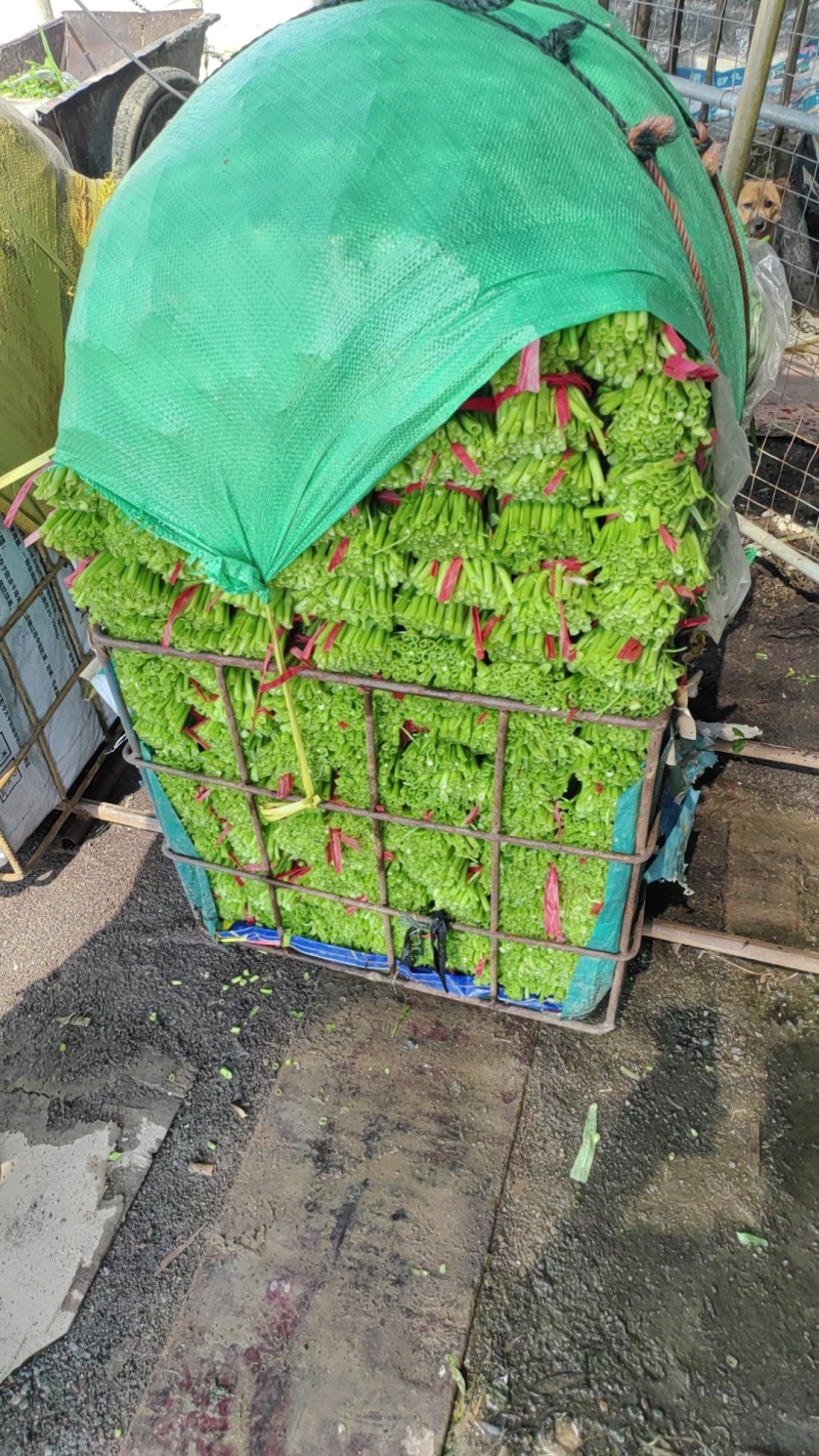 福建漳州空心菜产地直发质量保障量大从优对接全国