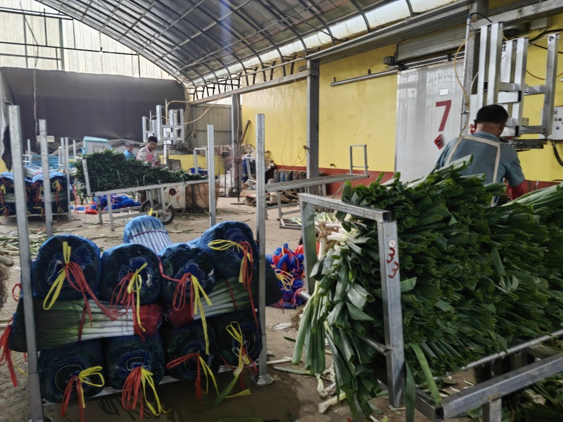 东北铁杆大葱大量涌入平度市场量大价优品质保证欢迎来电
