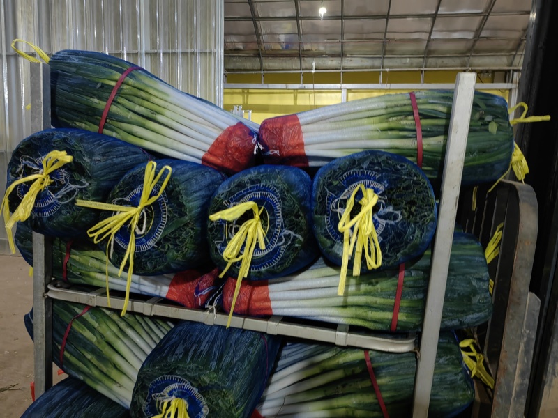 东北铁杆大葱大量涌入平度市场量大价优品质保证欢迎来电