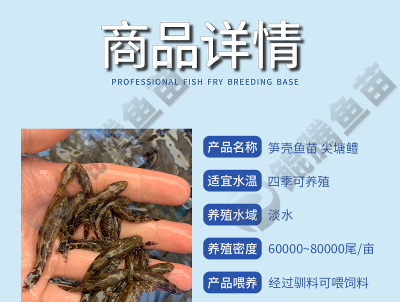 鲲腾优选笋壳鱼苗纯正血统健康成长全国直供技术支持
