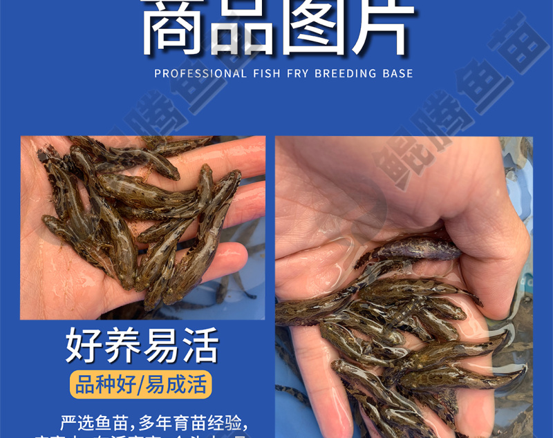 鲲腾优选笋壳鱼苗纯正血统健康成长全国直供技术支持