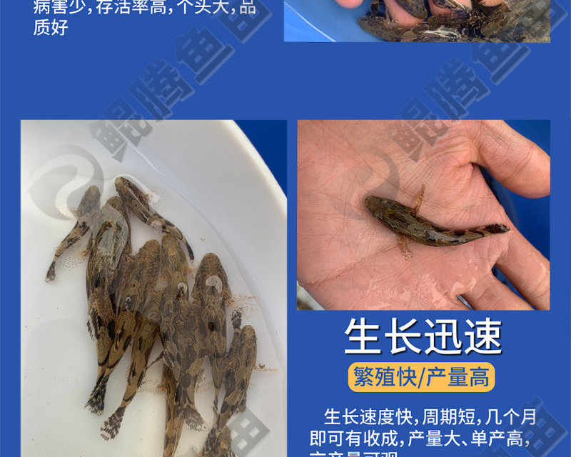 鲲腾优选笋壳鱼苗纯正血统健康成长全国直供技术支持
