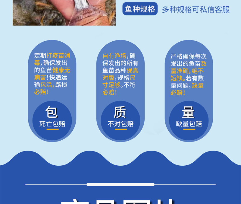 鲲腾佳品武鲳鱼苗精选良种快速生长全国供应专业指导