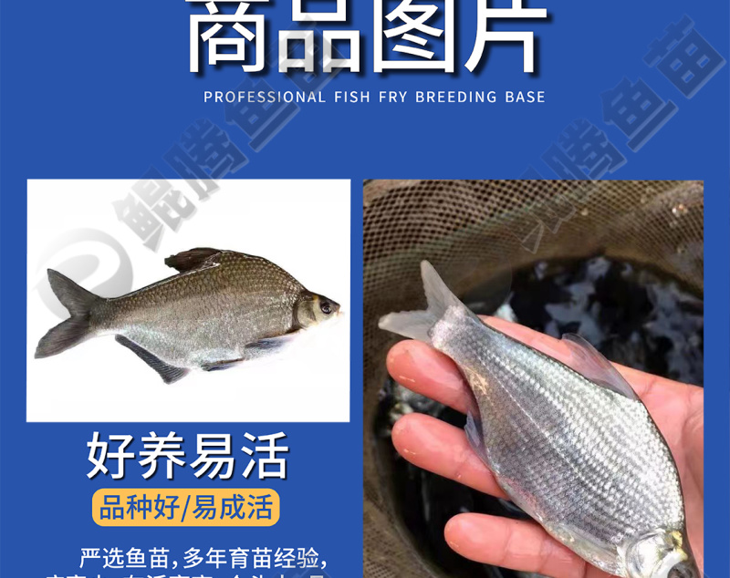 鲲腾佳品武鲳鱼苗精选良种快速生长全国供应专业指导