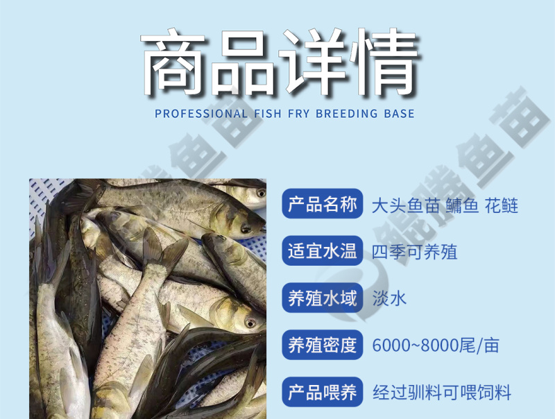 鲲腾水产花鲢鱼苗大头鱼苗雄鱼苗鳙鱼苗胖头鱼苗