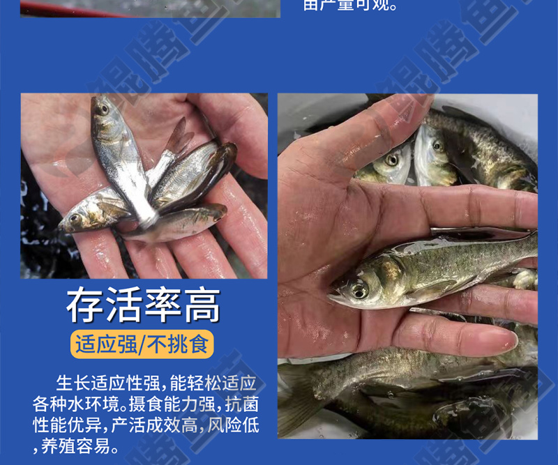 鲲腾水产花鲢鱼苗大头鱼苗雄鱼苗鳙鱼苗胖头鱼苗