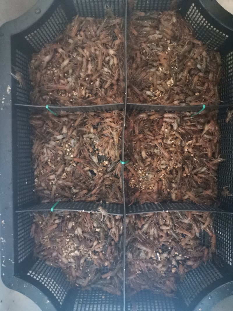 澳洲龙虾苗鲲腾鱼苗好鱼苗鲲腾出产地直销百万现货