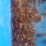 澳洲龙虾苗鲲腾鱼苗好鱼苗鲲腾出产地直销百万现货