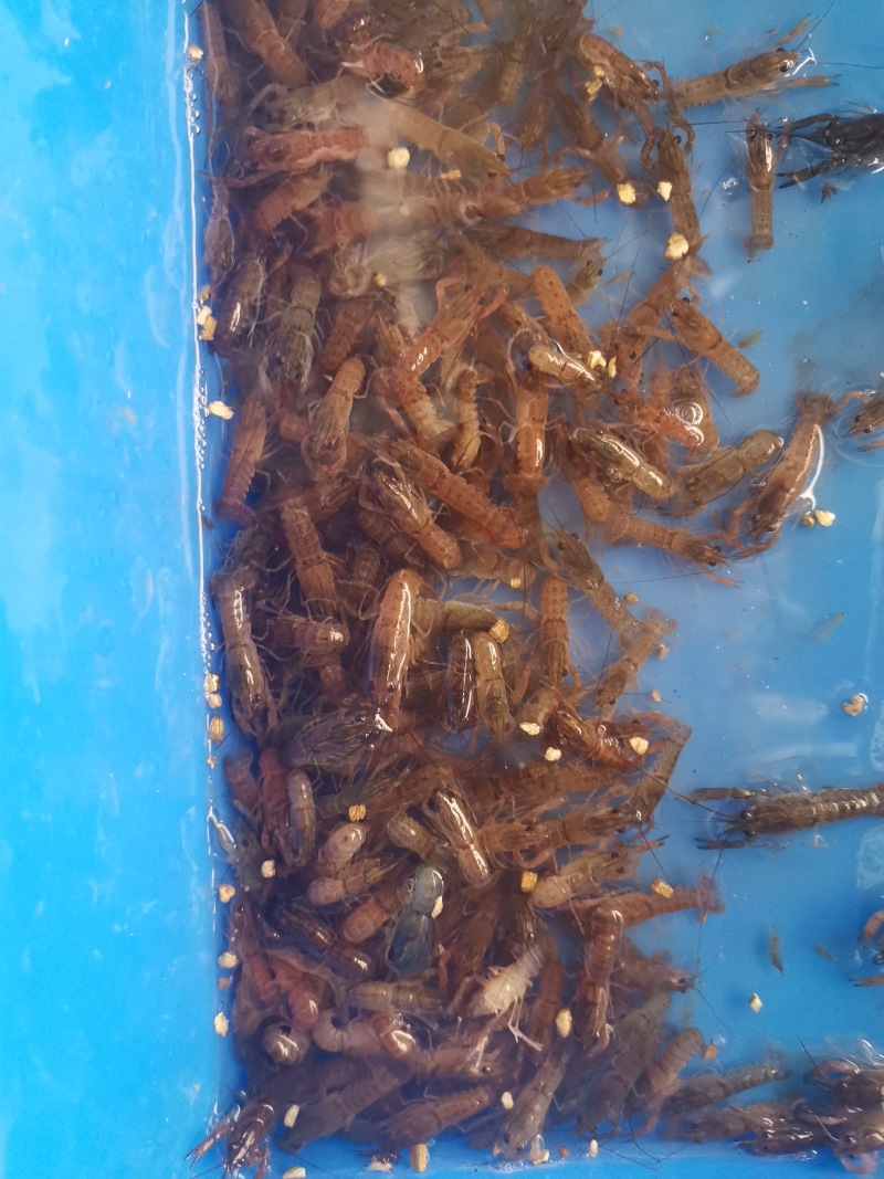 澳洲龙虾苗鲲腾鱼苗好鱼苗鲲腾出产地直销百万现货