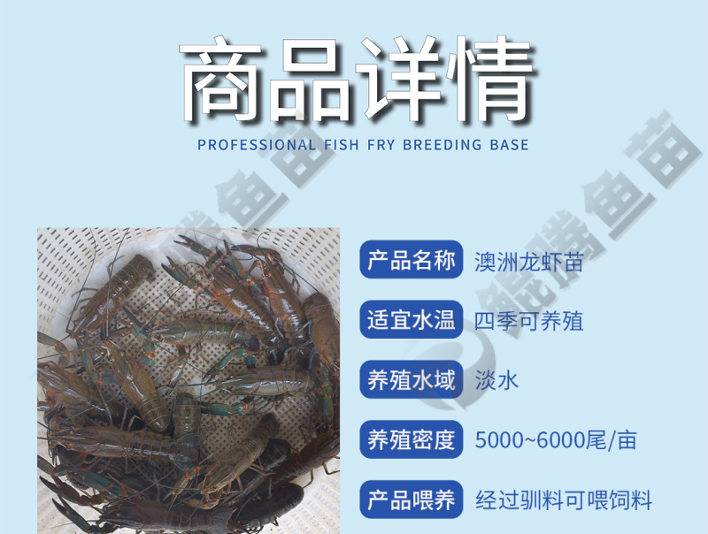 澳洲龙虾苗鲲腾鱼苗好鱼苗鲲腾出产地直销百万现货