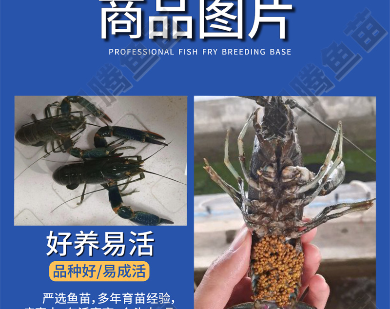 澳洲龙虾苗鲲腾鱼苗好鱼苗鲲腾出产地直销百万现货