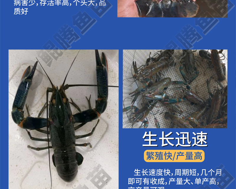 澳洲龙虾苗鲲腾鱼苗好鱼苗鲲腾出产地直销百万现货