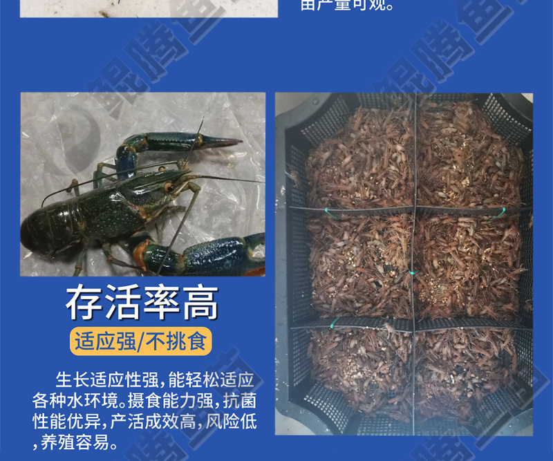 澳洲龙虾苗鲲腾鱼苗好鱼苗鲲腾出产地直销百万现货