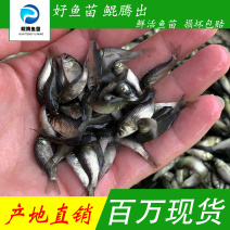 鲲腾水产鲫鱼苗好鱼苗鲲腾出产地直销百万现货技术支持