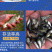 鲲腾水产鲫鱼苗好鱼苗鲲腾出产地直销百万现货技术支持