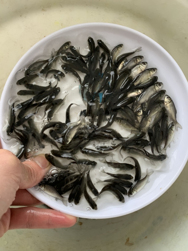 鲲腾水产中科5号鲫鱼苗好鱼苗鲲腾出产地直发百万现货