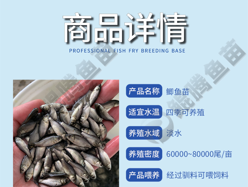 鲲腾水产中科5号鲫鱼苗好鱼苗鲲腾出产地直发百万现货
