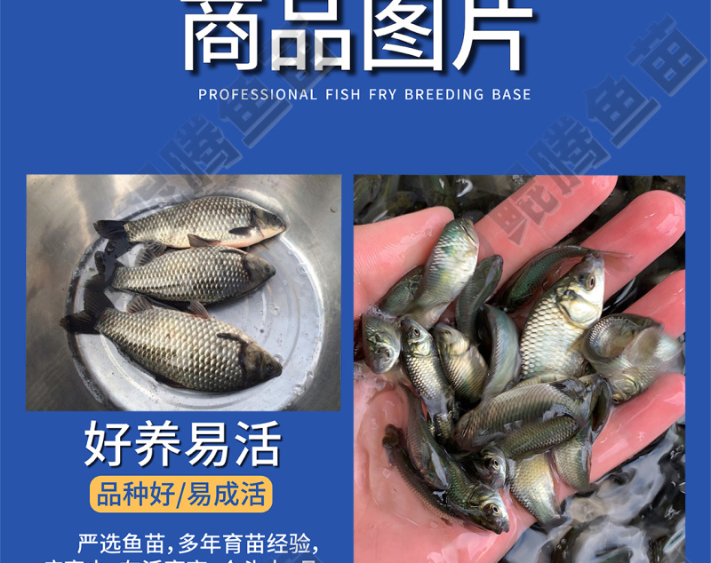 鲲腾水产中科5号鲫鱼苗好鱼苗鲲腾出产地直发百万现货