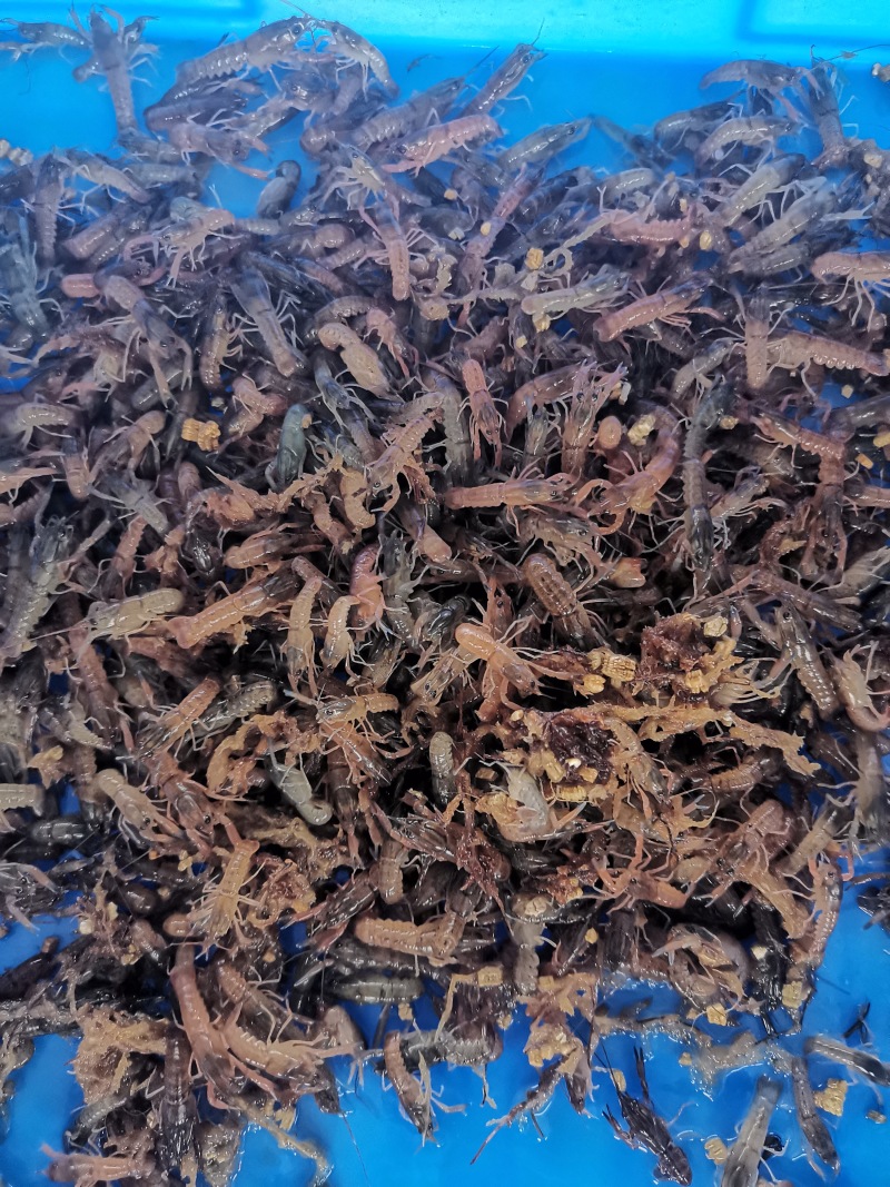 鲲腾优选澳龙虾苗生态养殖优质品种全国直供全程指导
