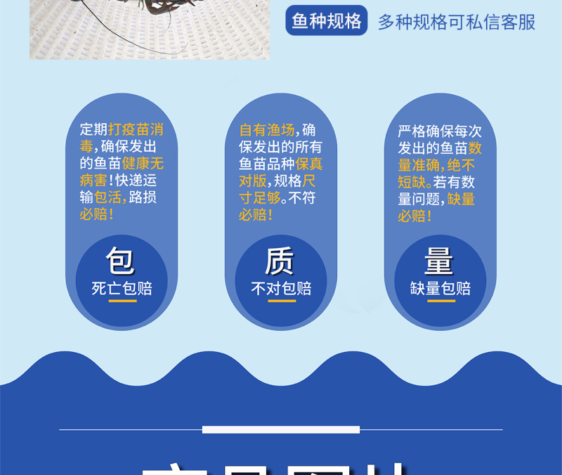 鲲腾优选澳龙虾苗生态养殖优质品种全国直供全程指导