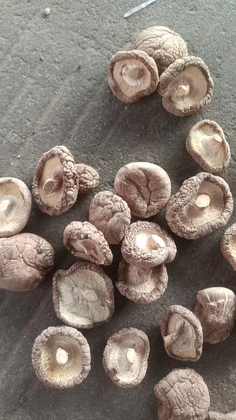 河南各种精品干香菇常年供应价格优惠全国发货