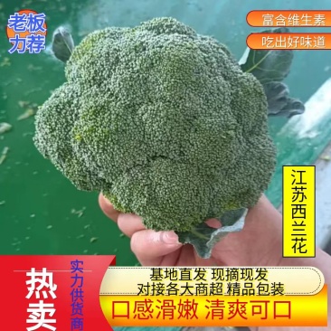 江苏精品西兰花耐寒优秀西兰花品质好价格低规格齐全欢迎选购
