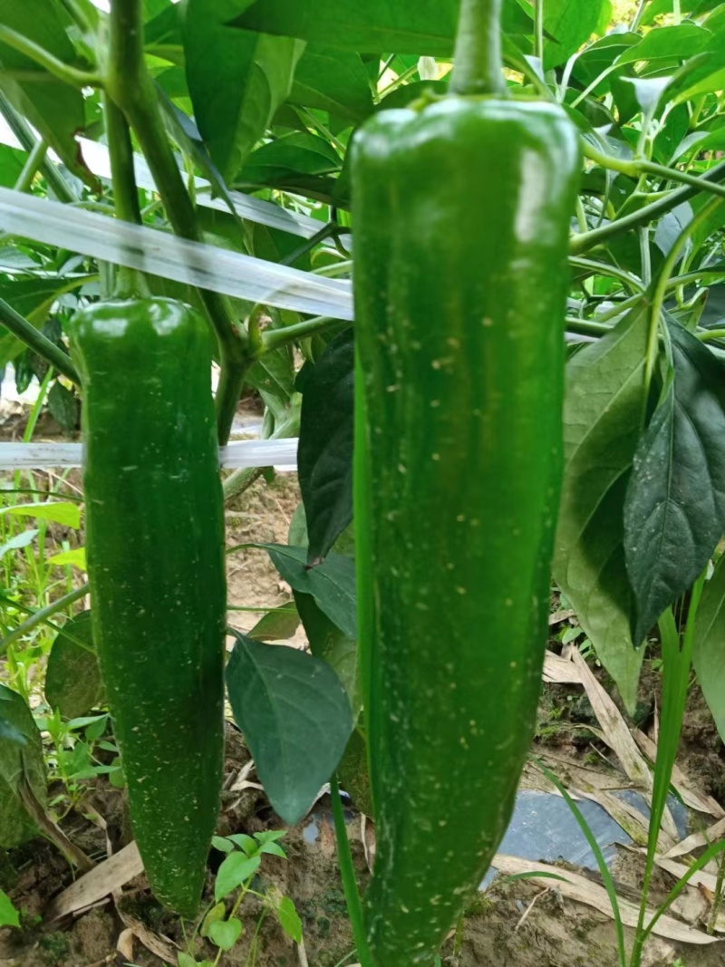 辣椒种苗辣椒苗牛角辣椒小米辣椒线椒螺丝椒种苗