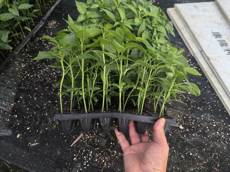 辣椒种苗辣椒苗牛角辣椒小米辣椒线椒螺丝椒种苗