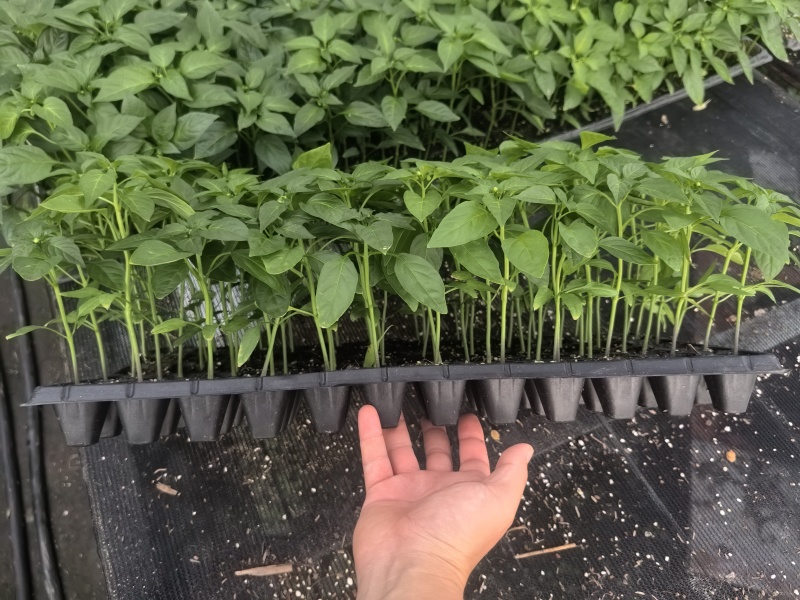 辣椒种苗辣椒苗牛角辣椒小米辣椒线椒螺丝椒种苗