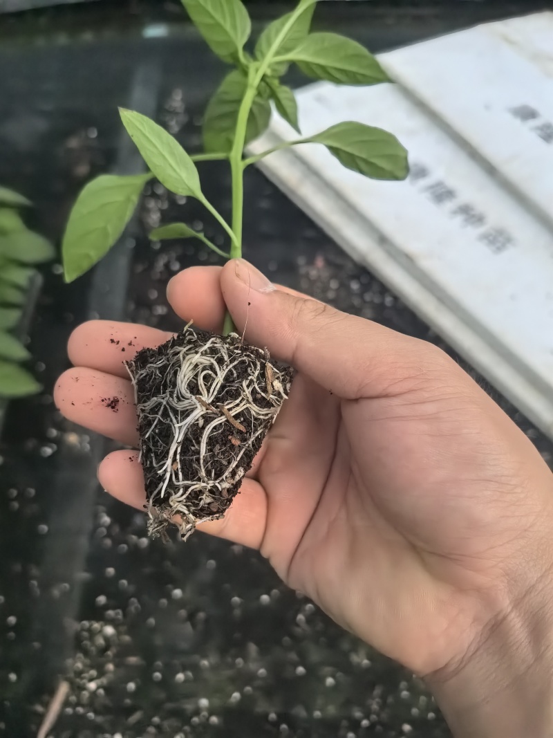 辣椒种苗辣椒苗牛角辣椒小米辣椒线椒螺丝椒种苗