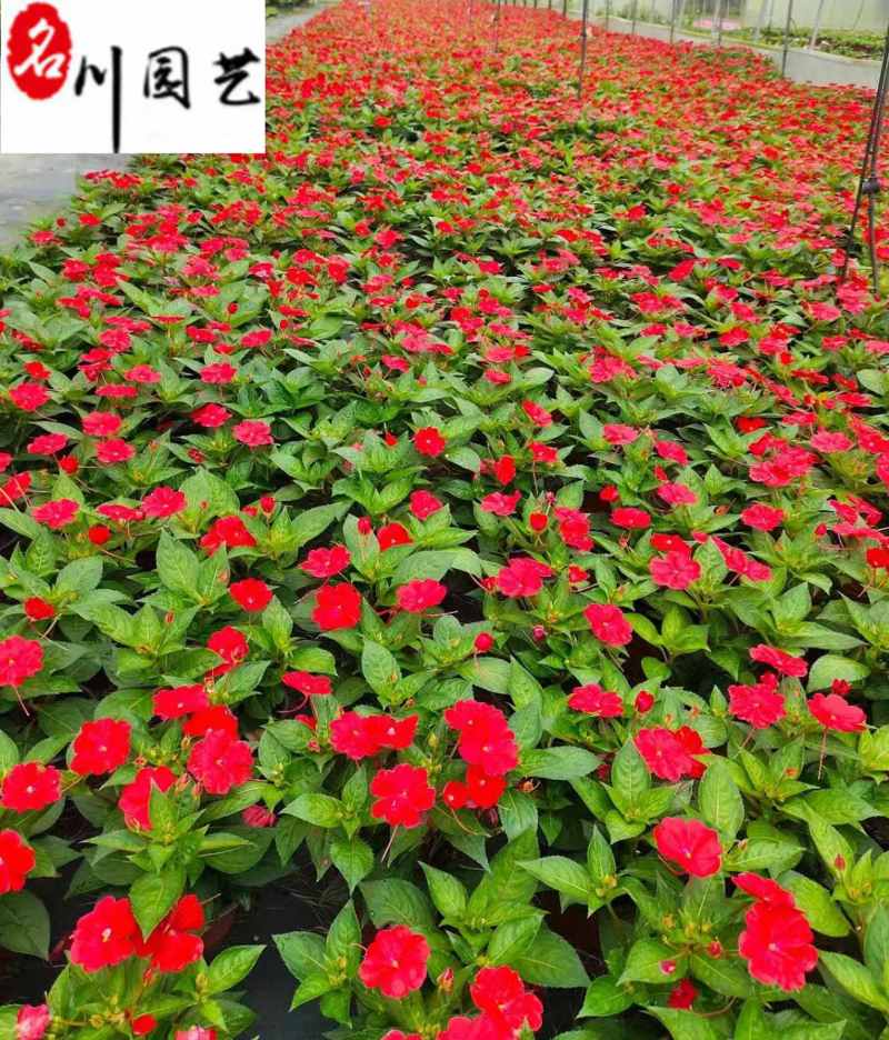 凤仙花苗圃基地直供花境花坛绿化带栽培货源充足量大价优