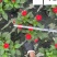 凤仙花苗圃基地直供花境花坛绿化带栽培货源充足量大价优