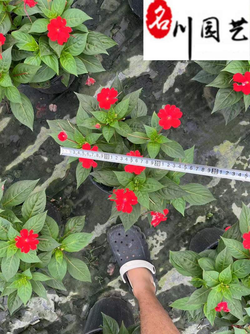 凤仙花苗圃基地直供花境花坛绿化带栽培货源充足量大价优