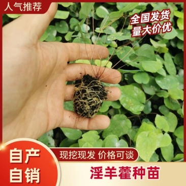 淫羊藿种苗基地直发存活率保障提供技术指导量大优惠