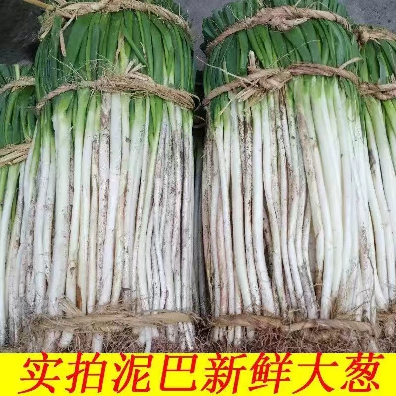 长白大葱一手货源量大价优致电价更优可视频看货