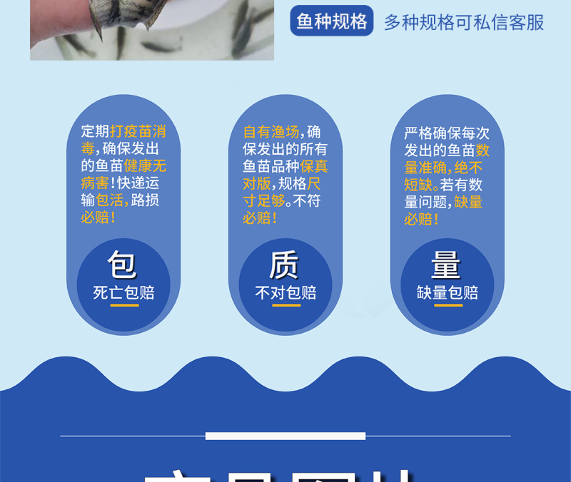 鲲腾优选淡水石斑鱼苗溪水石斑苗成活率高产地直供