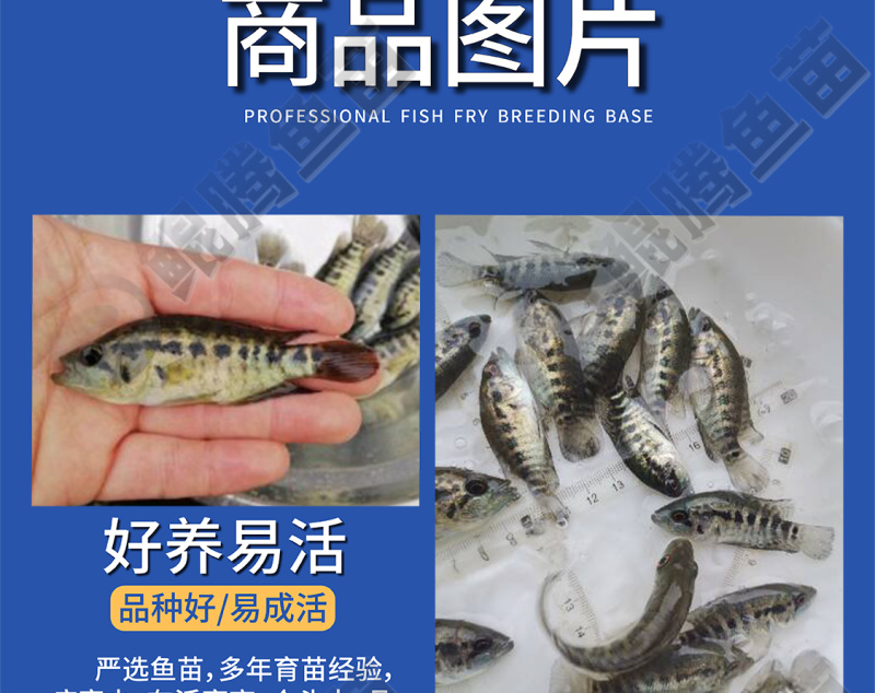 鲲腾优选淡水石斑鱼苗溪水石斑苗成活率高产地直供