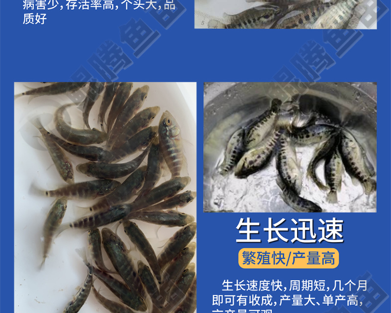 鲲腾优选淡水石斑鱼苗溪水石斑苗成活率高产地直供