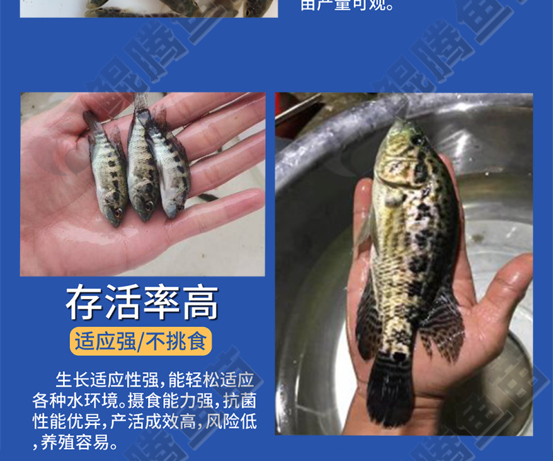 鲲腾优选淡水石斑鱼苗溪水石斑苗成活率高产地直供
