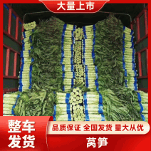 尖叶莴笋，三青圆叶莴笋丶电商，超市合作质量保证✔物流全国