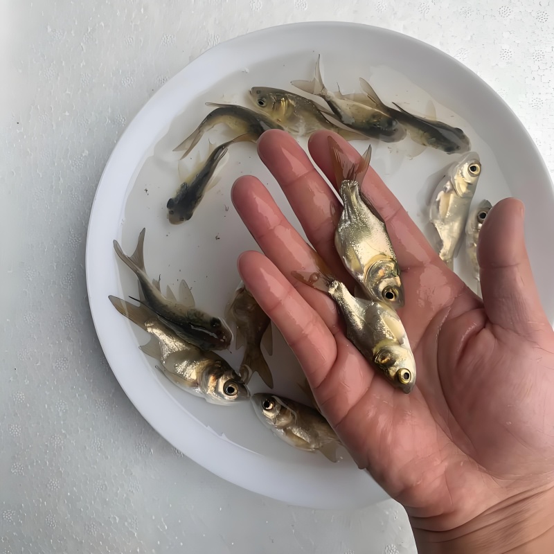 鲲腾水产优选缩骨大头鱼苗全国供应产地直发技术支持