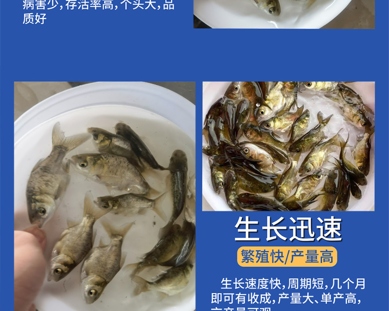 鲲腾水产优选缩骨大头鱼苗全国供应产地直发技术支持