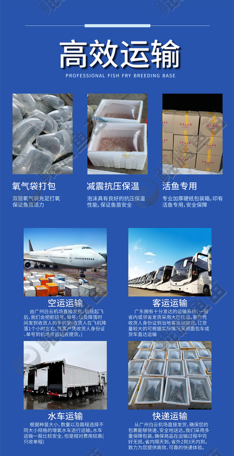 埃及塘鲺鱼苗全国供应技术跟踪百万现货