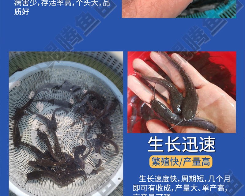 埃及塘鲺鱼苗全国供应技术跟踪百万现货