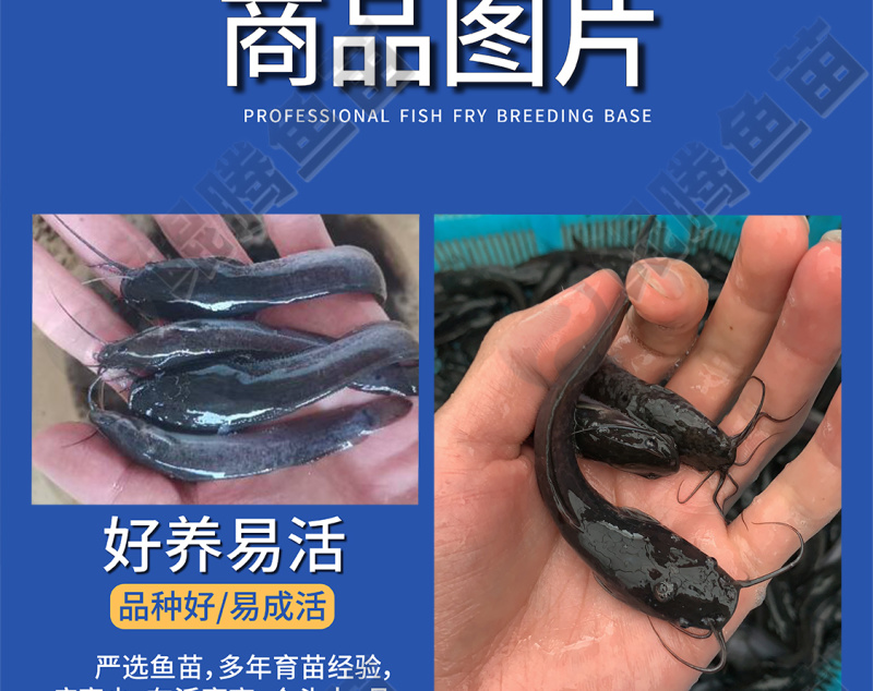 埃及塘鲺鱼苗全国供应技术跟踪百万现货
