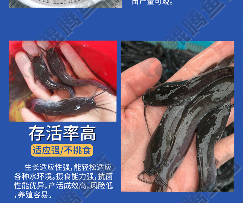 埃及塘鲺鱼苗全国供应技术跟踪百万现货