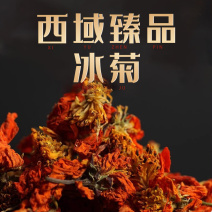 冰菊高原雪域冰菊西域天山冰菊新疆火菊红菊昆仑山菊花