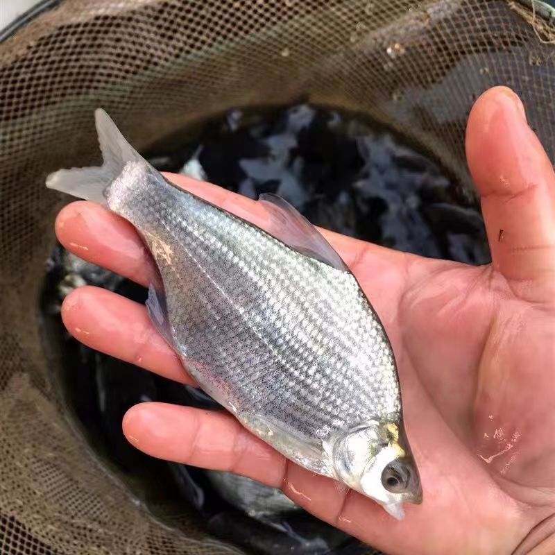 沙边武昌鳊鱼苗全国供应技术跟踪百万现货