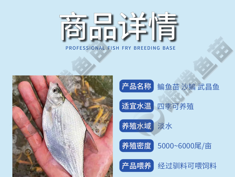 沙边武昌鳊鱼苗全国供应技术跟踪百万现货