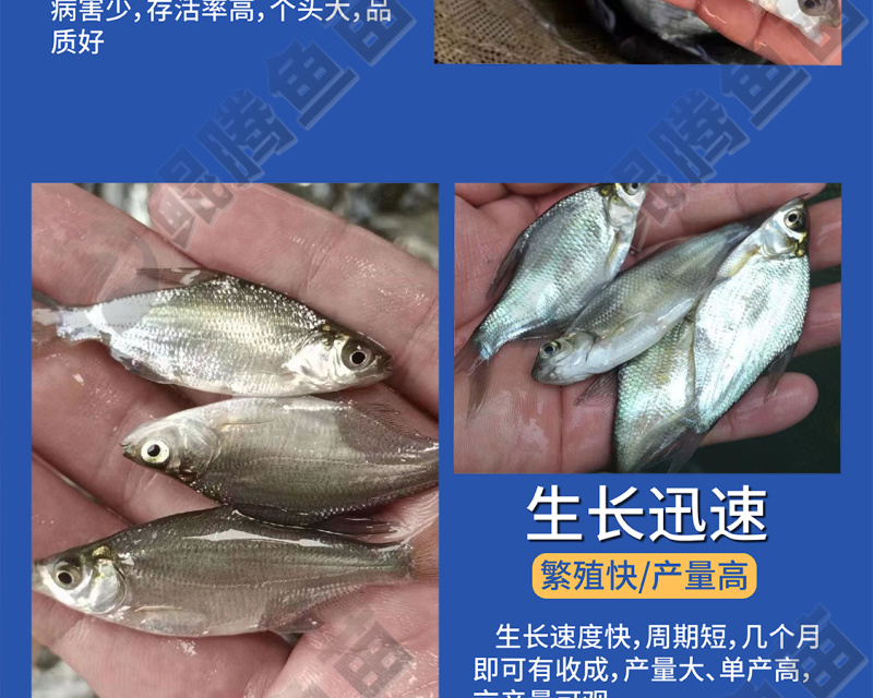 沙边武昌鳊鱼苗全国供应技术跟踪百万现货